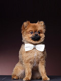 SAM-02-002-0